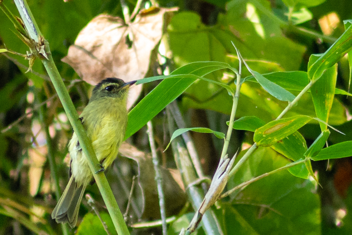 Large-headed Flatbill (Ramphotrigon megacephalum), photo 3