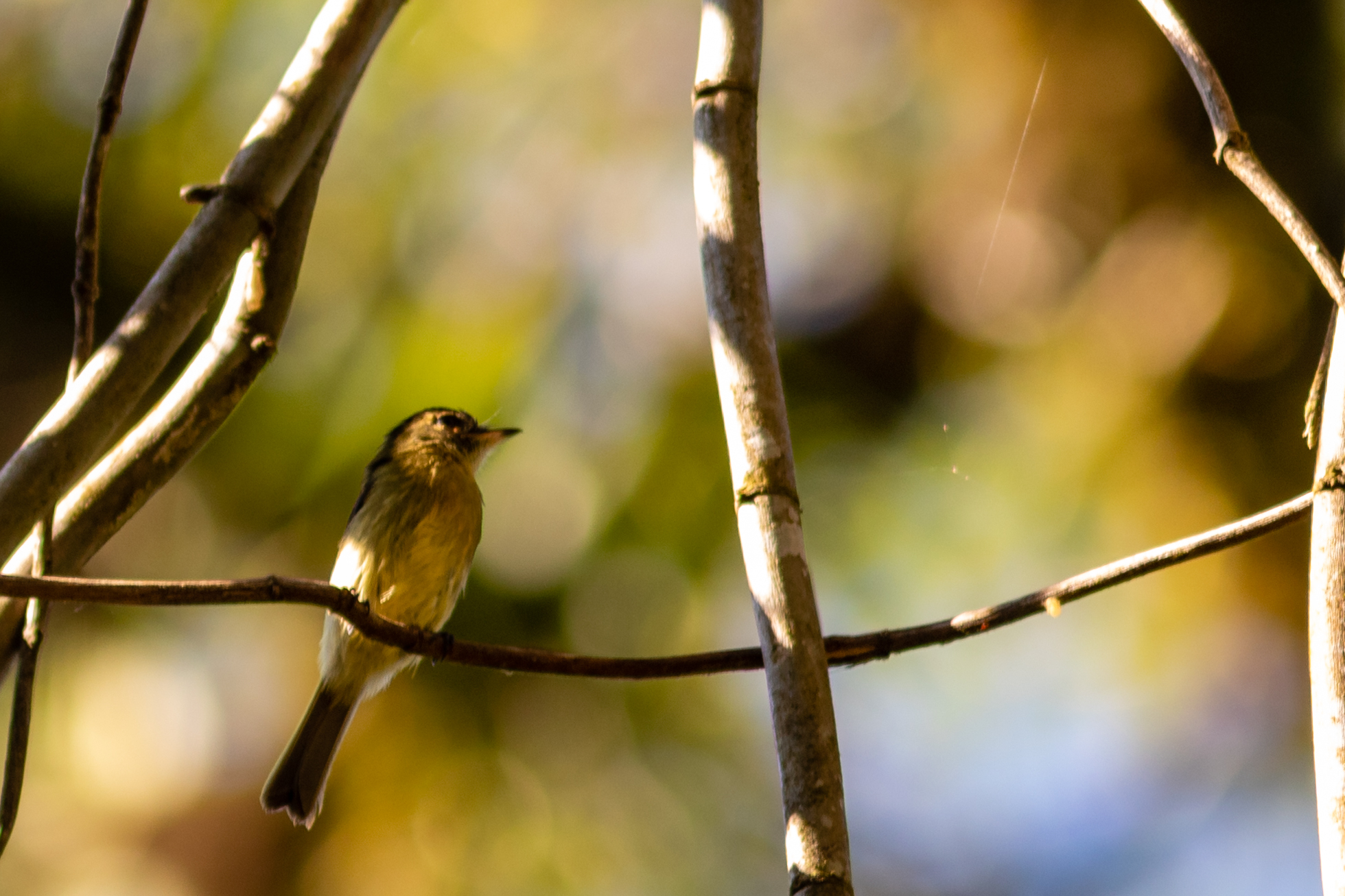 Large-headed Flatbill (Ramphotrigon megacephalum), photo 2