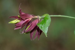 Hypoestes pulchra