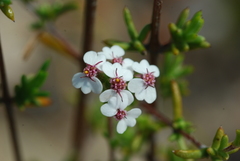 Eriocephalus aromaticus