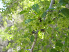 Pseudoziziphus parryi