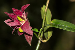Hypoestes pulchra