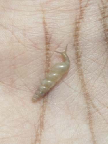 Miniature Awlsnail