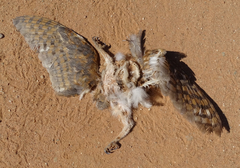 Tyto alba poensis