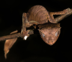 Uroplatus phantasticus
