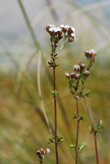 Eriocephalus aromaticus