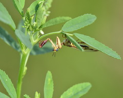 Paramantispa prolixa