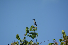 Anthracothorax nigricollis