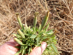Porophyllum ruderale