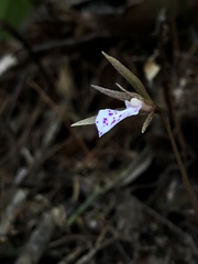 Nervilia taiwaniana