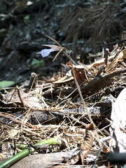 Nervilia taiwaniana