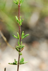 Eriocephalus aromaticus