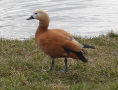 Tadorna ferruginea