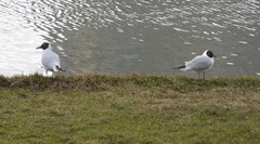 Chroicocephalus ridibundus