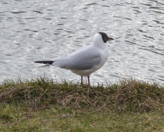 Chroicocephalus ridibundus