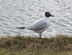 Chroicocephalus ridibundus