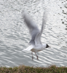 Chroicocephalus ridibundus