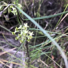 Xysmalobium zeyheri