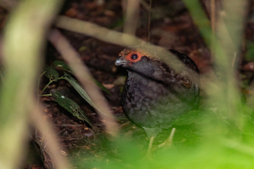 Spot-winged Wood Quail (Odontophorus capueira)