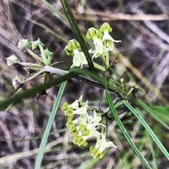 Xysmalobium zeyheri