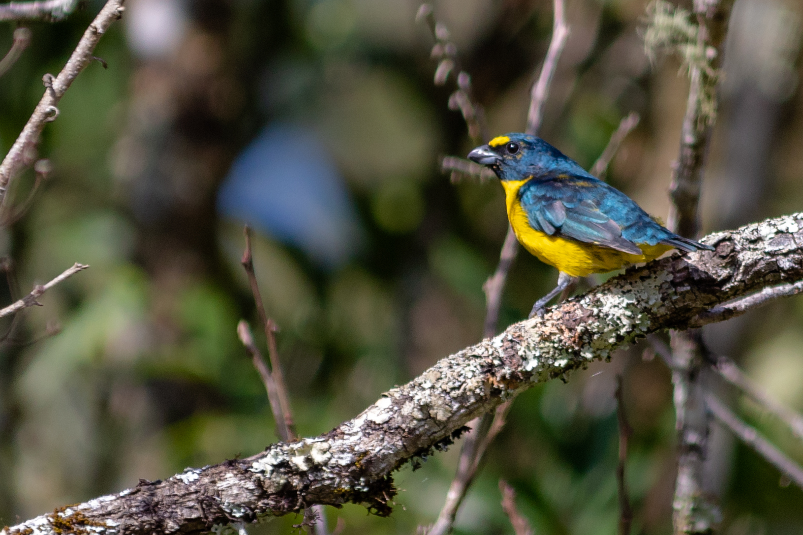 Green-chinned Euphonia (Euphonia chalybea), photo 3