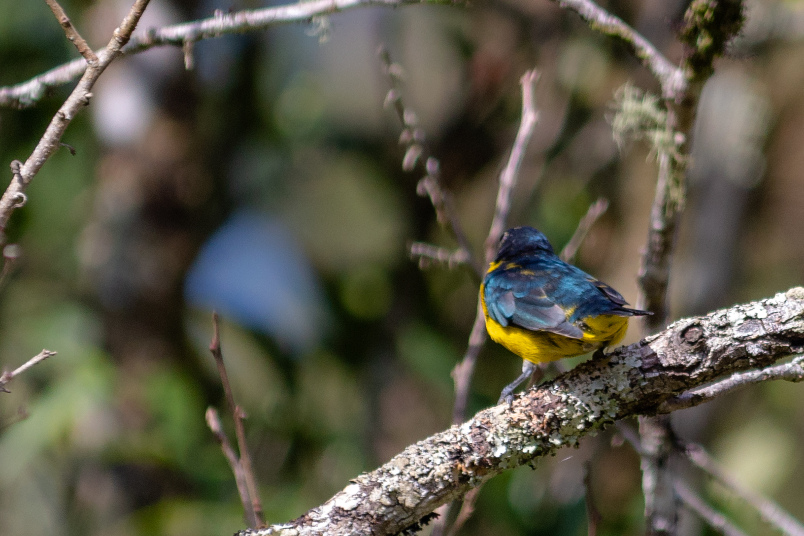 Green-chinned Euphonia (Euphonia chalybea), photo 4