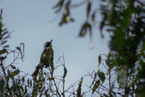 Three-striped Flycatcher (Conopias trivirgatus)