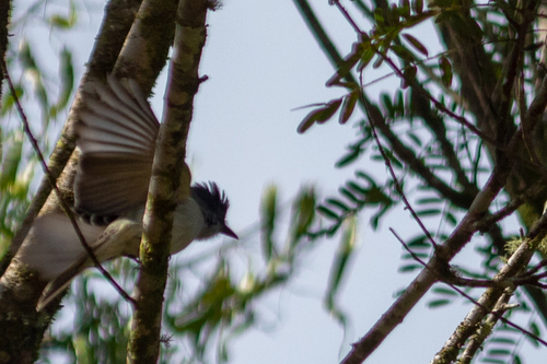 Sibilant Sirystes (Sirystes sibilator), photo 3