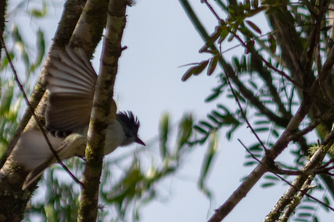 Sibilant Sirystes (Sirystes sibilator), photo 3
