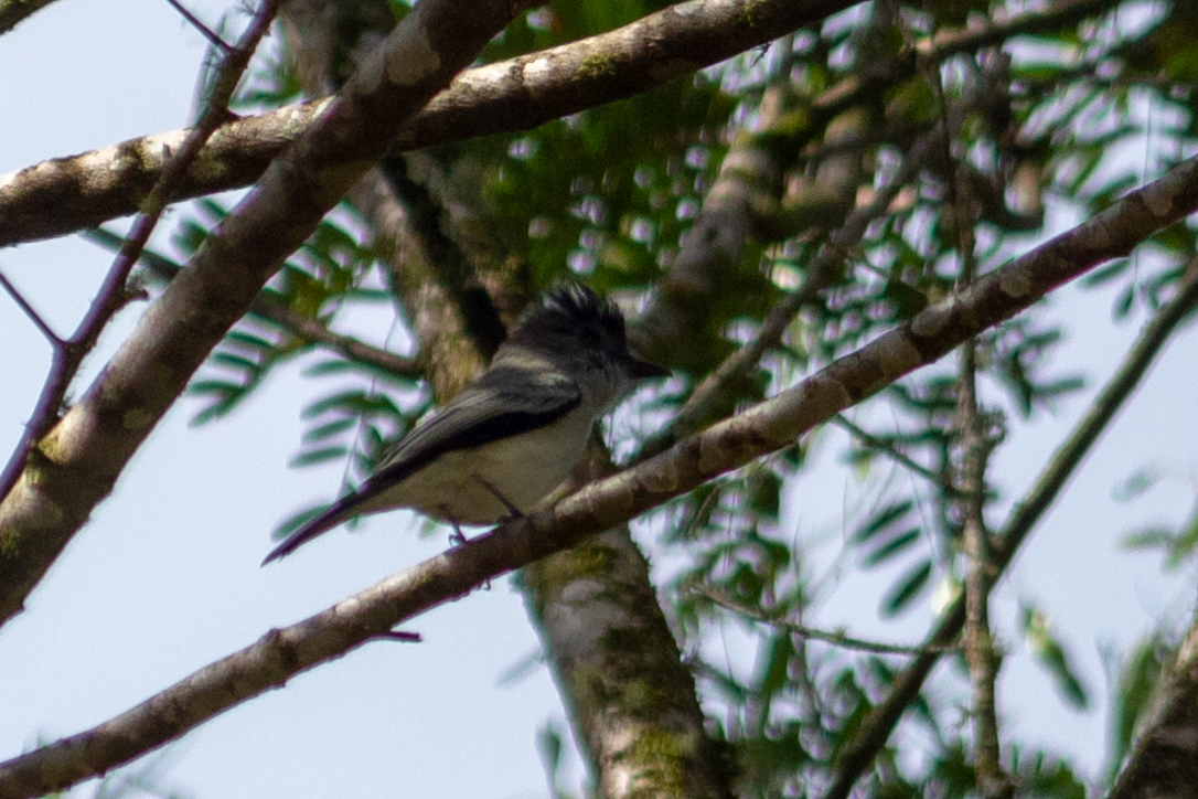 Sibilant Sirystes (Sirystes sibilator), photo 4
