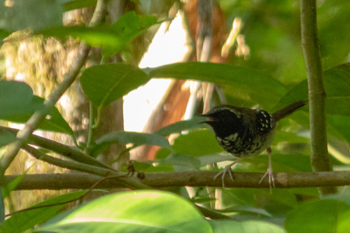 Squamate Antbird (Myrmoderus squamosus), photo 5