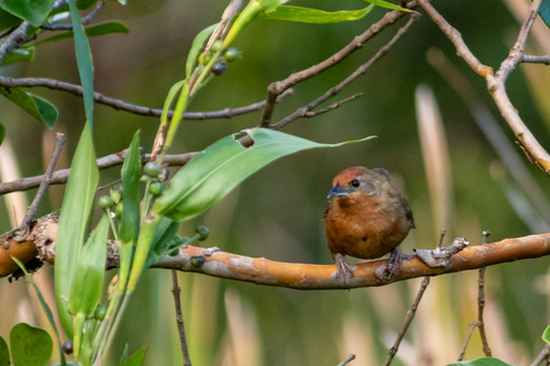 Orange-breasted Thornbird (Phacellodomus ferrugineigula), photo 4