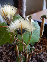 Porophyllum ruderale