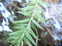 Bartramiopsis lescurii