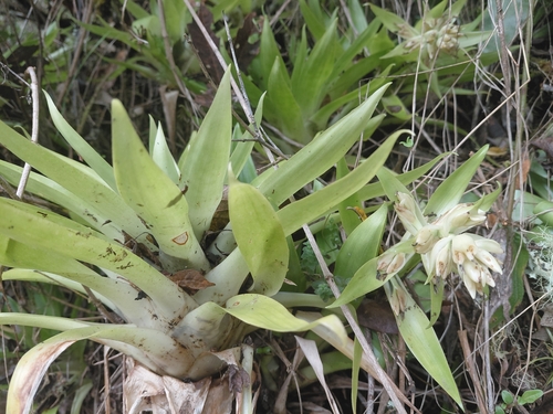 Tillandsia biflora