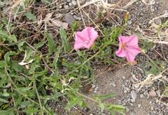 Convolvulus chinensis