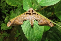 Adhemarius tigrina