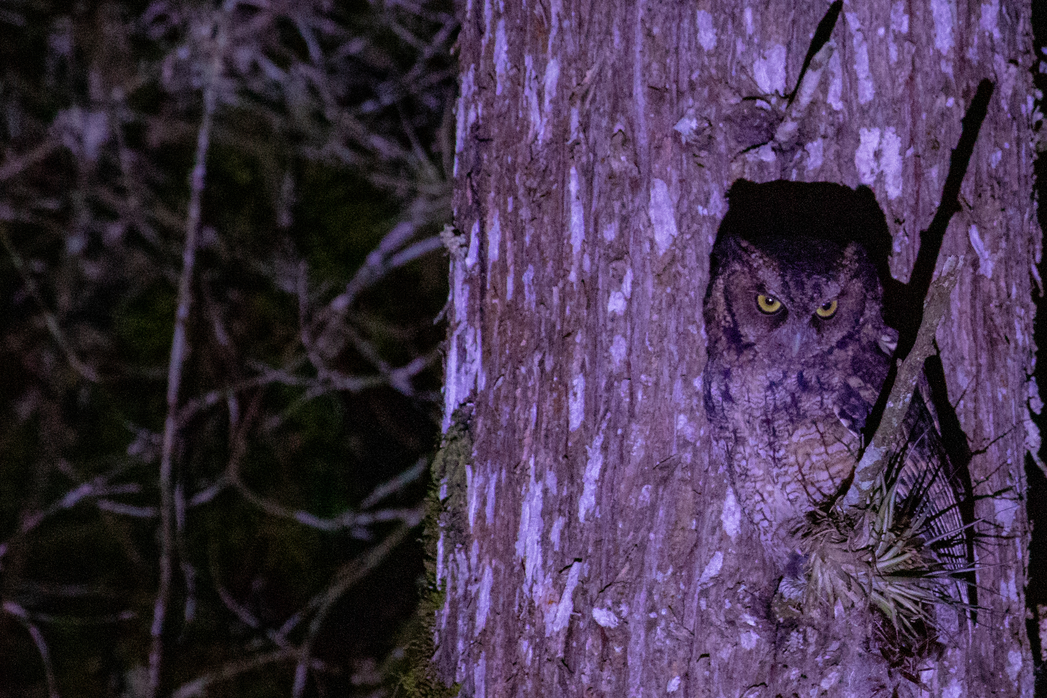 Long-tufted Screech Owl (Megascops sanctaecatarinae), photo 1