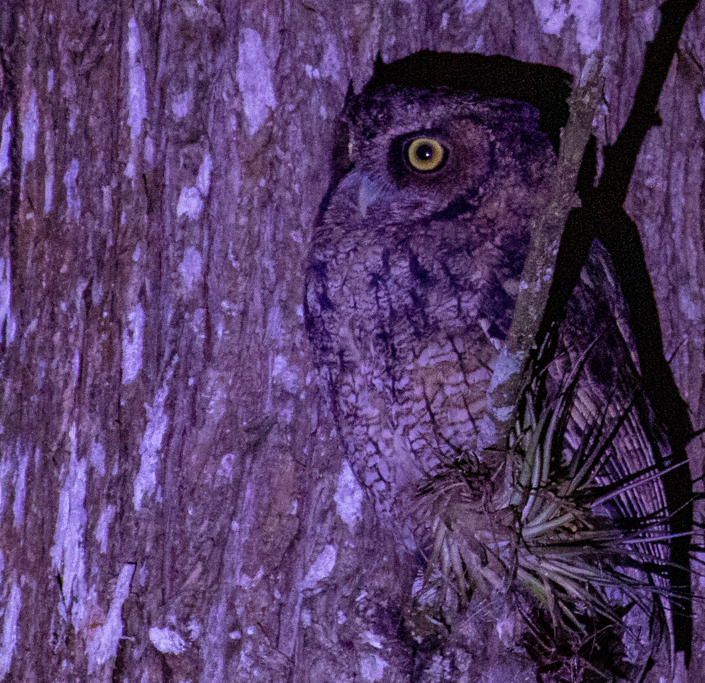 Long-tufted Screech Owl (Megascops sanctaecatarinae), photo 2