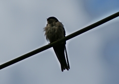 Orochelidon murina