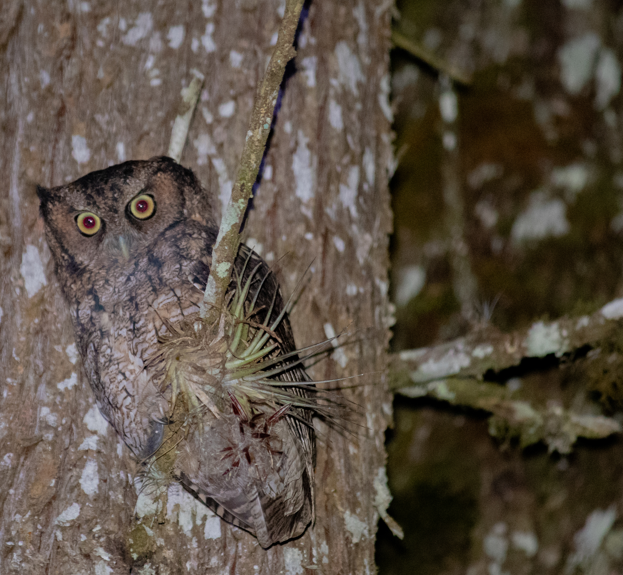 Long-tufted Screech Owl (Megascops sanctaecatarinae), photo 3