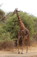 Giraffa camelopardalis thornicrofti
