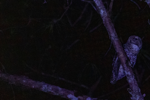 Rusty-barred Owl (Strix hylophila), photo 4