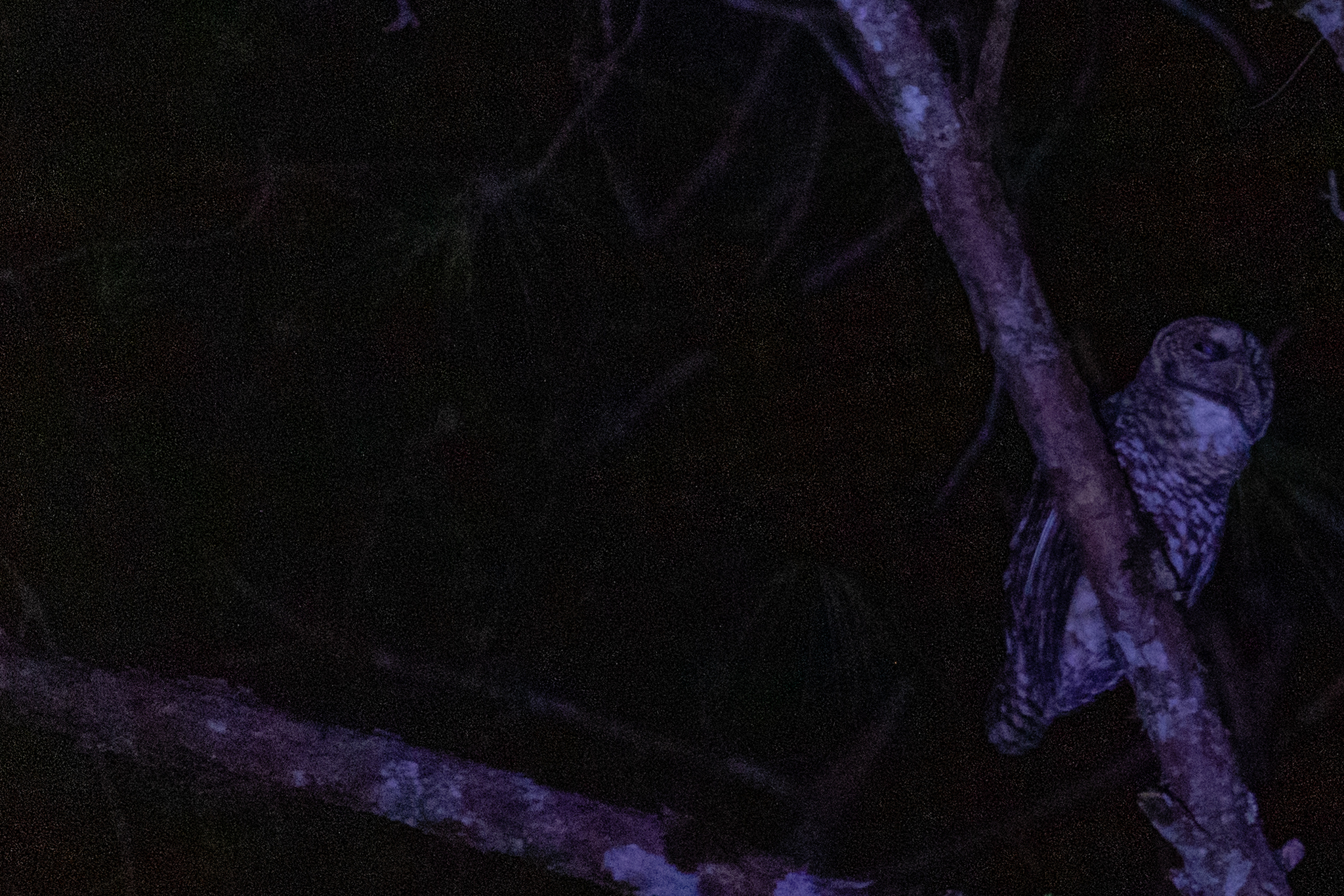Rusty-barred Owl (Strix hylophila), photo 4