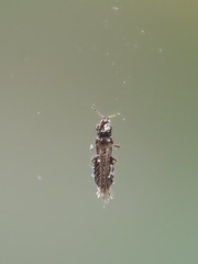 Echinothrips americanus