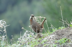 Pteroptochos megapodius