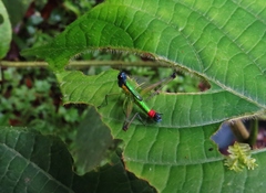 Eumastax salazari