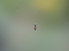 Echinothrips americanus