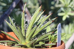 Agave × leopoldii