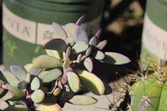 Senecio crassissimus